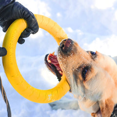 Dog Toys Ball with Rope/Flying Discs/Chew Toy - Mrdogcollar